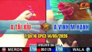 Trận 16 CPC3 14/05/2026 - Anh Vinh Mỹ Hạnh May Độ Thắng Ngược