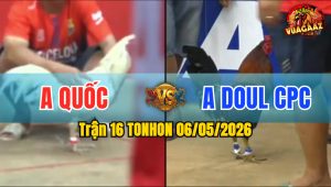 Trận 16 TONHON 06/05/2026 - Gà Anh Quốc Đá Đâm Như Đời Tới