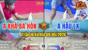 Trận 16 Xà Xía 09/05/2026 - Gà Anh Khác Ba Hòn Đá Đòn Quá Hiểm