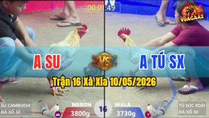 Trận 16 Xà Xía 10/05/2026 - Gà Xanh Đá Quá Đau Đỏ Quay Đầu Bỏ Chạy