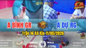 Trận 16 Xà Xía 11/05/2026 - Điều Cọp Đâm Như Chĩa Hạ Úa Tuyệt Đối