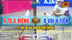 Trận 16 Xà Xía 15/05/2026 - Gà Anh Vui Hà Tiên Đá Canh Chặn Khôn Ngoan