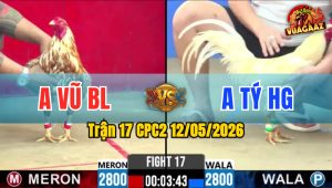 Trận 17 CPC2 12/05/2026 - Gà Anh Tý Khiến Đối Thủ Sợ Bỏ Chạy