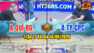 Trận 17 Xà Xía 14/05/2026 - Gà Anh Quí Đá Cựa Đâm Như Đời Tới