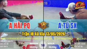 Trận 18 Xà Xía 13/05/2026 - Gà Anh Tú SX Có Chân Cựa Dứt Điểm