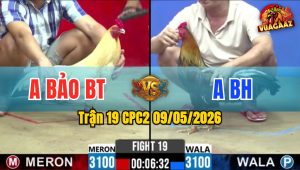 Trận 19 CPC2 09/05/2026 - Gà Úa Anh Bảo Đá Cái Bo Như Búa Bổ