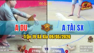 Trận 19 Xà Xía 09/05/2026 - Gà Khét Anh Du Đá Đâm Như Giang Hồ