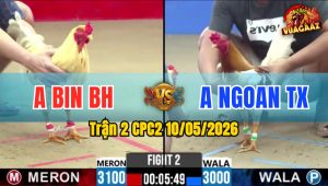 Trận 2 CPC2 10/05/2026 - 2 Chiến Kê Quá Ngang Tài Ngang Sức