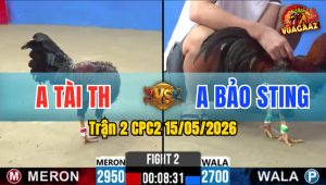 Trận 2 CPC2 15/05/2026 - Gà Hiệu Idol Bảo Sting Đá Thứ Gì Chịu Nổi