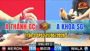 Trận 2 CPC3 11/05/2026 - Đỏ Siết Vài Chân Bưng Gà Nhập Ra Sân