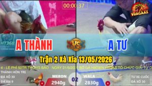 Trận 2 Xà Xía 13/05/2026 - Gà Bướm Anh Tư Toàn Đá Đâm Đầu Cần