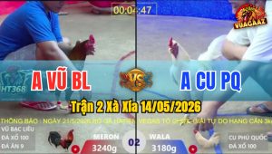 Trận 2 Xà Xía 14/05/2026 - Gà Úa Anh Cu Phú Quốc Đâm Cựa Dã Man