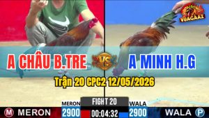 Trận 20 CPC2 12/05/2026 - Gà Anh Minh Tránh Né Quá Khéo Léo