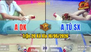Trận 20 Xà Xía 10/05/2026 - Gà Đỏ Đá Không Cho Gà Xanh Có Đường Phản
