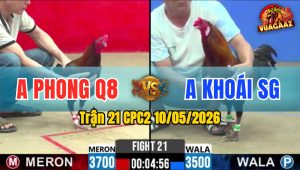 Trận 21 CPC2 10/05/2026 - Gà Anh Khoái SG Đá Đỏ Không Kịp Trở Mình