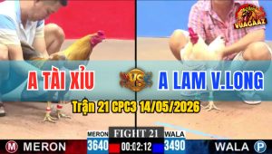Trận 21 CPC3 14/05/2026 - Gà Đỏ Có Đòn Cựa Quá Nghiệt Ngã