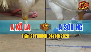 Trận 21 TONHON 06/05/2026 - Gà Anh Xô Đá Cựa Đâm Như Sát Thủ