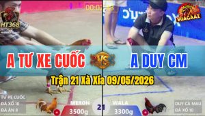 Trận 21 Xà Xía 09/05/2026 - Gà Anh Duy CM Đâm Quá Khiếp Đỏ Bỏ Chạy