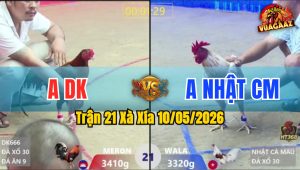 Trận 21 Xà Xía 10/05/2026 - Gà Điều Có Đòn Cựa Quá Hiểm Hóc