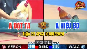 Trận 22 CPC3 10/05/2026 - Gà Anh Hiếu Bình Dường Toàn Đá Cựa Tịch
