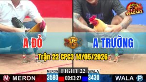 Trận 22 CPC3 14/05/2026 - Gà Đỏ Không Cho Xanh Cơ Hội Nào