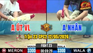 Trận 23 CPC2 12/05/2026 - Gà Anh Nhân Khiến Đối Thủ Quay Đầu Bỏ Chạy