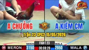 Trận 23 CPC2 15/05/2026 - Gà Anh Chưởng Siết Đúng 1 Hơi