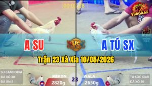 Trận 23 Xà Xía 10/05/2026 - Gà Đỏ Anh Su Đá Cựa Đâm Như Đời Tới
