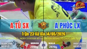 Trận 23 Xà Xía 14/05/2026 - Gà Anh Tú Đá Cựa Đâm Như Đời Tới