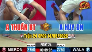 Trận 24 CPC2 14/05/2026 - Gà Đá Có Đòn Cựa Chí Mạng Đỏ Hết Cứu