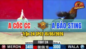 Trận 24 CPC2 15/05/2026 - Gà Úa Tung Cước Hiểm Hạ Anh Bảo Sting