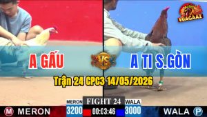 Trận 24 CPC3 14/05/2026 - Gà Anh Ti Sài Gòn Đá Đòn Như Xe Đụng