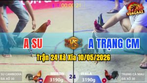 Trận 24 Xà Xía 10/05/2026 - Gà Anh Trạng CM Hạ Đối Thủ Chết Trên Tay