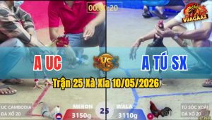 Trận 25 Xà Xía 10/05/2026 - Gà Bước Đâm Cựa Quá Dã Man