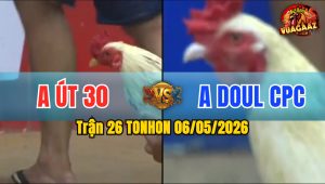 Trận 26 TONHON 06/05/2026 - 2 Con Chiến Kê Quá Ngang Tài Ngang Sức