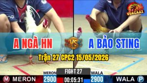 Trận 27 CPC2 15/05/2026 - Gà Phèn Idol Bảo Sting Đâm Như Đời Tới