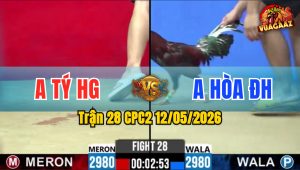 Trận 28 CPC2 12/05/2026 - Gà Que Anh Hoà ĐH Đá Đối Thủ Gục Tại Chỗ
