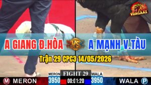 Trận 29 CPC3 14/05/2026 - Gà Anh Mạnh Đá Đâm Quá Kinh Xanh Sợ Bỏ Chạy