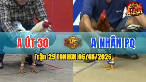 Trận 29 TONHON 06/05/2026 - Gà Anh Út Đi Bộ Vẫn Hạ Đối Thủ
