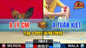 Trận 3 CPC2 14/05/2026 - Gà Bướm Anh Tuấn Kiệt Đá Đâm Như Cái Máy