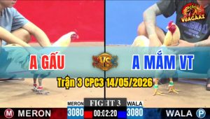 Trận 3 CPC3 14/05/2026 - Gà Anh Gấu Đá Chưa Tới 1 Tay Nước