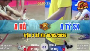 Trận 3 Xà Xía 10/05/2026 - Gà Anh Tý SX Không Chừa Cho Đỏ Đường Lui
