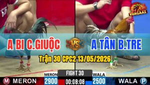 Trận 30 CPC2 13/05/2026 - Gà Anh Bi Cần Giuộc Tải Cựa Quá Khủng