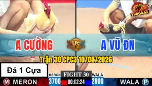 Trận 30 CPC3 10/05/2026 - Gà Anh Cường Đá 1 Cựa Mà Đâm Như Điên