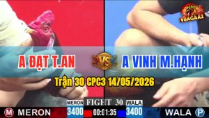 Trận 30 CPC3 14/05/2026 - Gà Anh Vinh Triệt Hạ Gãy Chân Đối Thủ