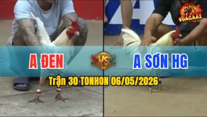 Trận 30 TONHON 06/05/2026 - Gà Anh Sơn HG Đá Đâm Như Chĩa