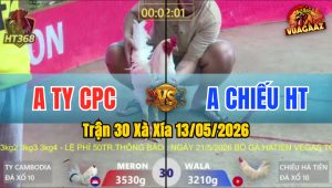 Trận 30 Xà Xía 13/05/2026 - Gà Anh Chiếu Đá Chân Cựa Quá Hiểm