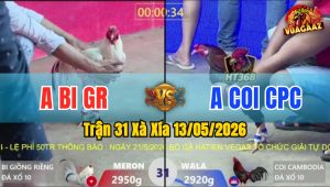 Trận 31 Xà Xía 13/05/2026 - Gà Bướm Đá Không Cho Đối Thủ Cơ Hội Nào