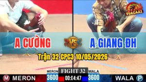 Trận 32 CPC3 10/05/2026 - Gà Anh Giang Đức Hoà Đá Cái Bo Quá Lực
