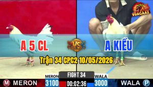 Trận 34 CPC2 10/05/2026 - Gà Anh Kiều Có Đòn Cựa Chí Mạng